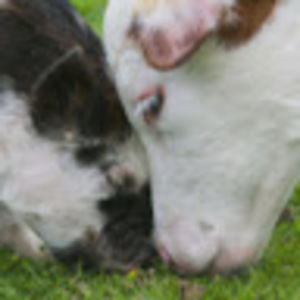 Meet your Posher, Isabella